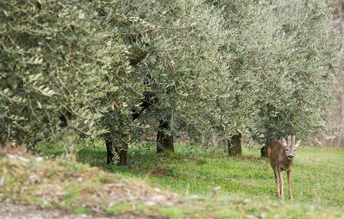 La Casa Di Chianni La Pieve 2 Villa ภายนอก รูปภาพ